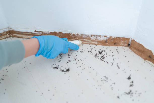 Professional Pest control in Buckeye, AZ